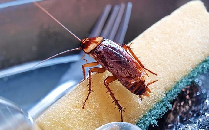 a cockroach crawling on a sponge in a kitchen sink
