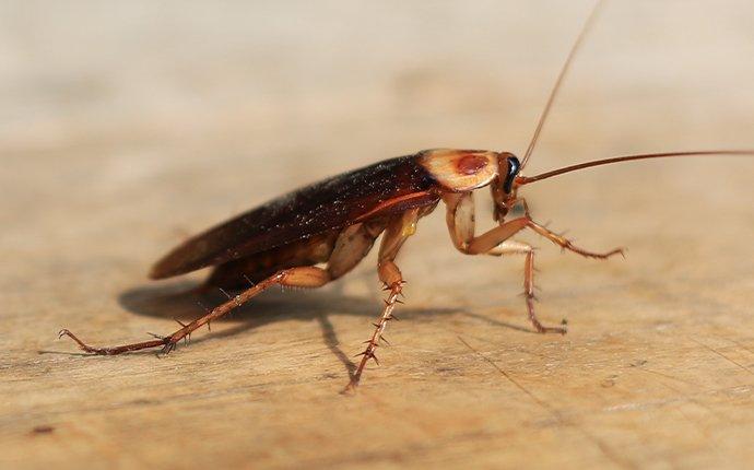 cockroach on table