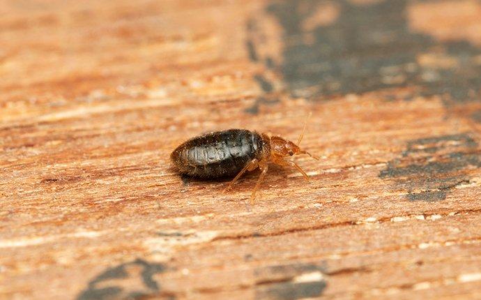 bedbug on wood