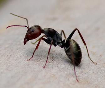 an ant on grey gravel