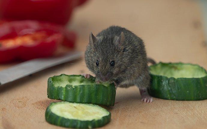 mouse eating a cucumber