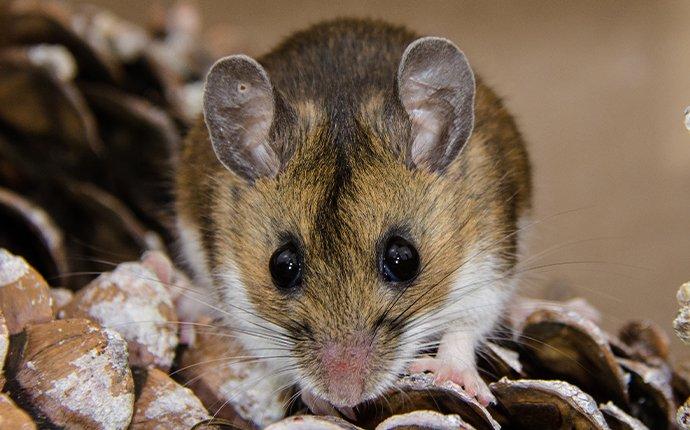 mouse crawling on pinecone