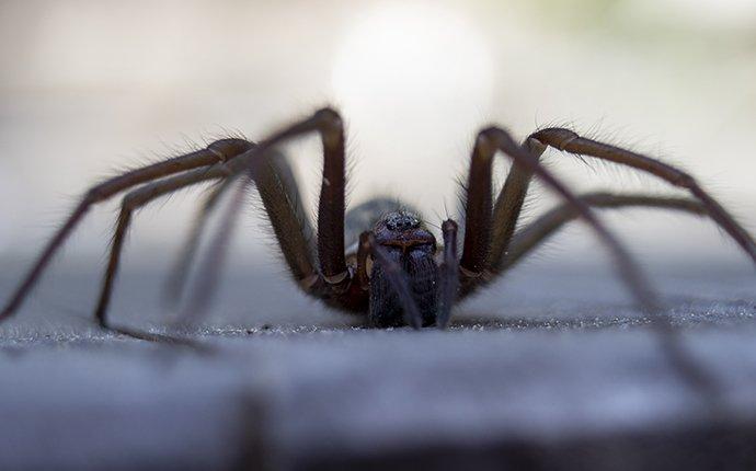 a house spider inside a home