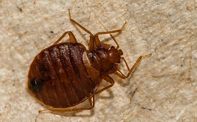 a bedbug on brown gravel