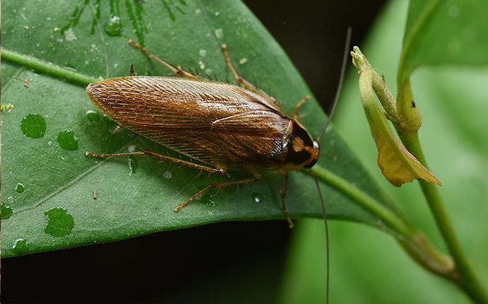 Cockroaches | A Guide To Common Pests In Snohomish, WA