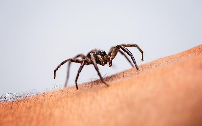 a spider crawling on the arm