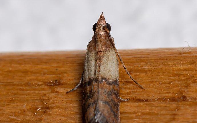 an indian meal moth inside of a pantry