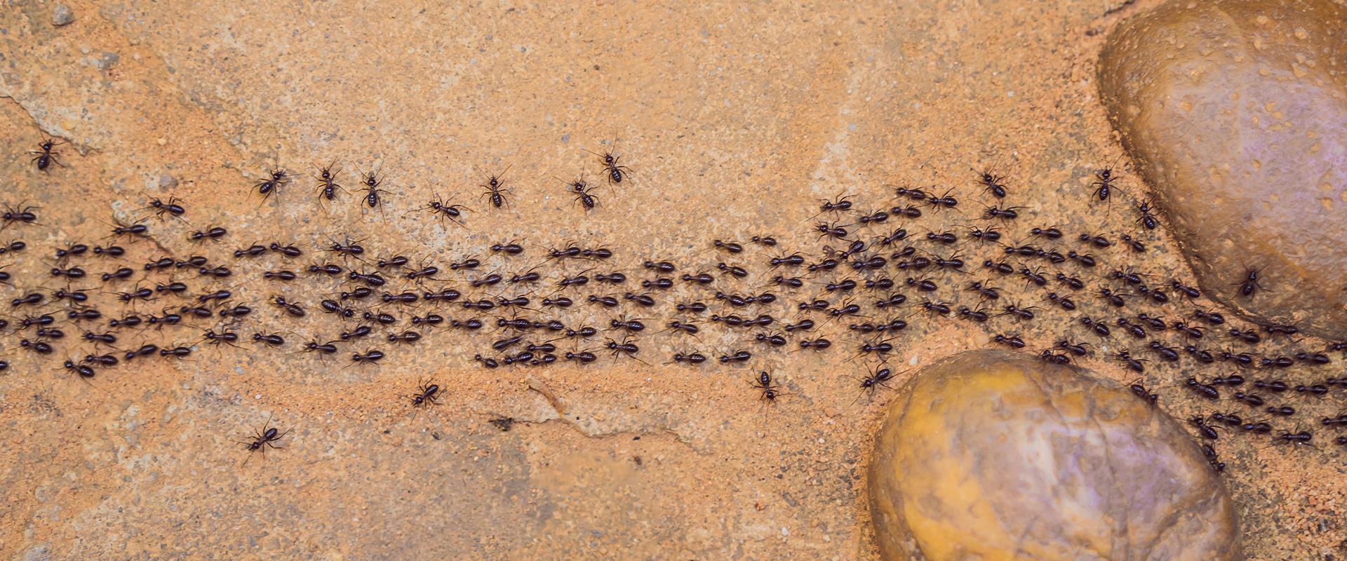 ants marching on the dirt