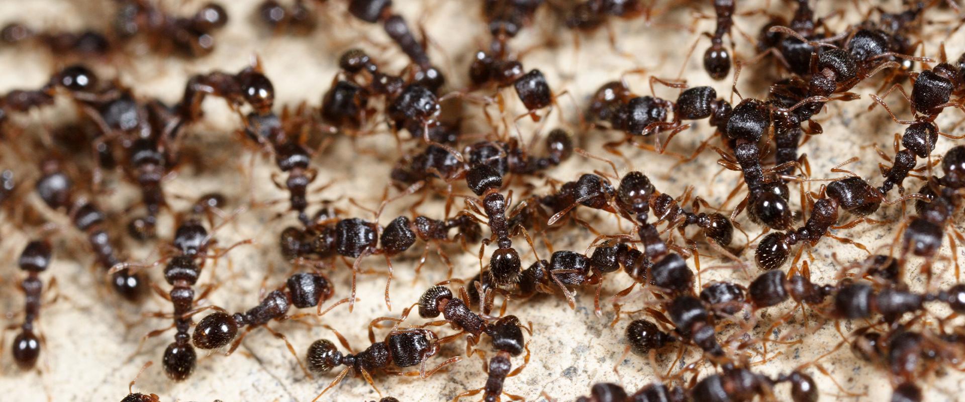 close up of black ants