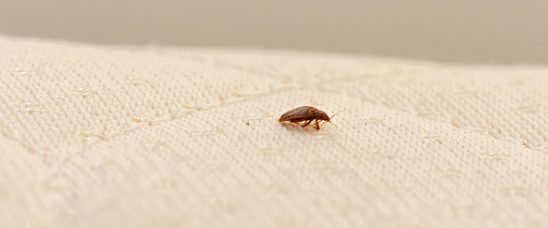 bedbug on a matress