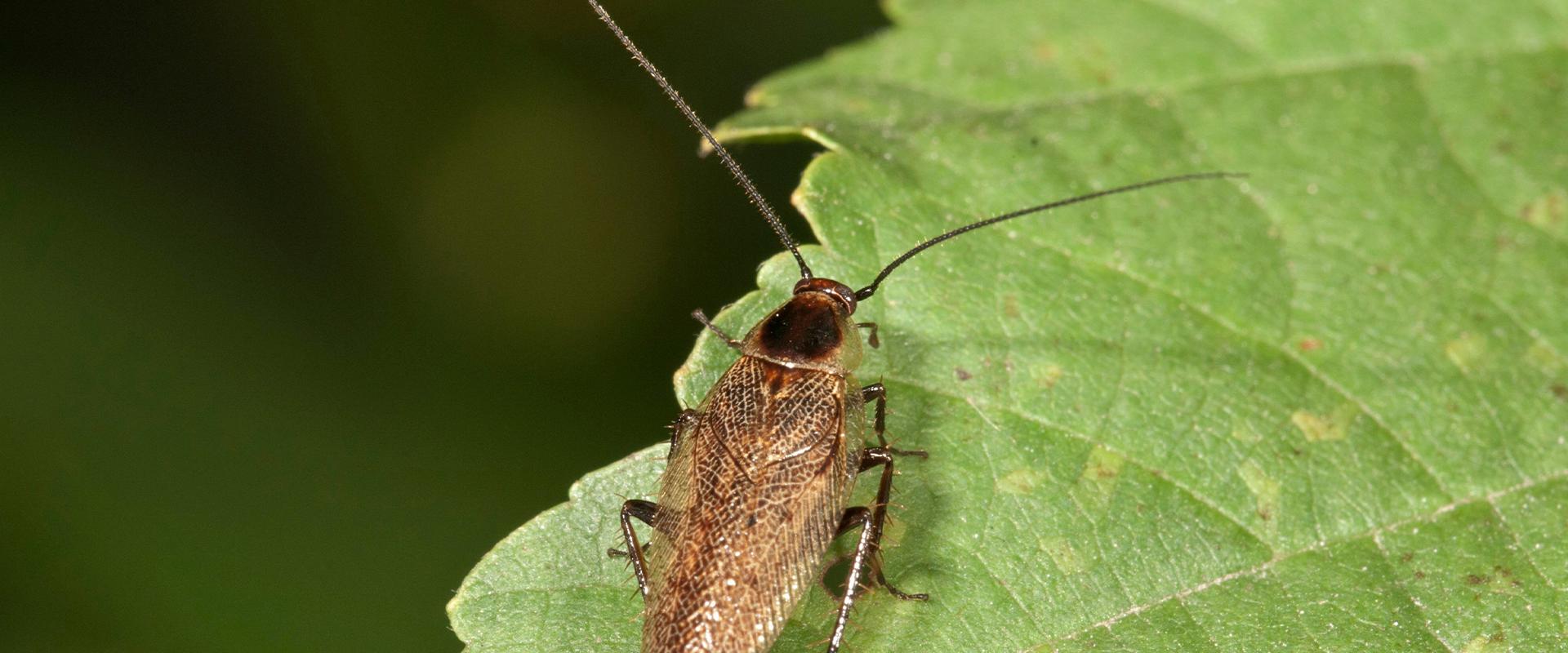 a german cockroach on a leaf