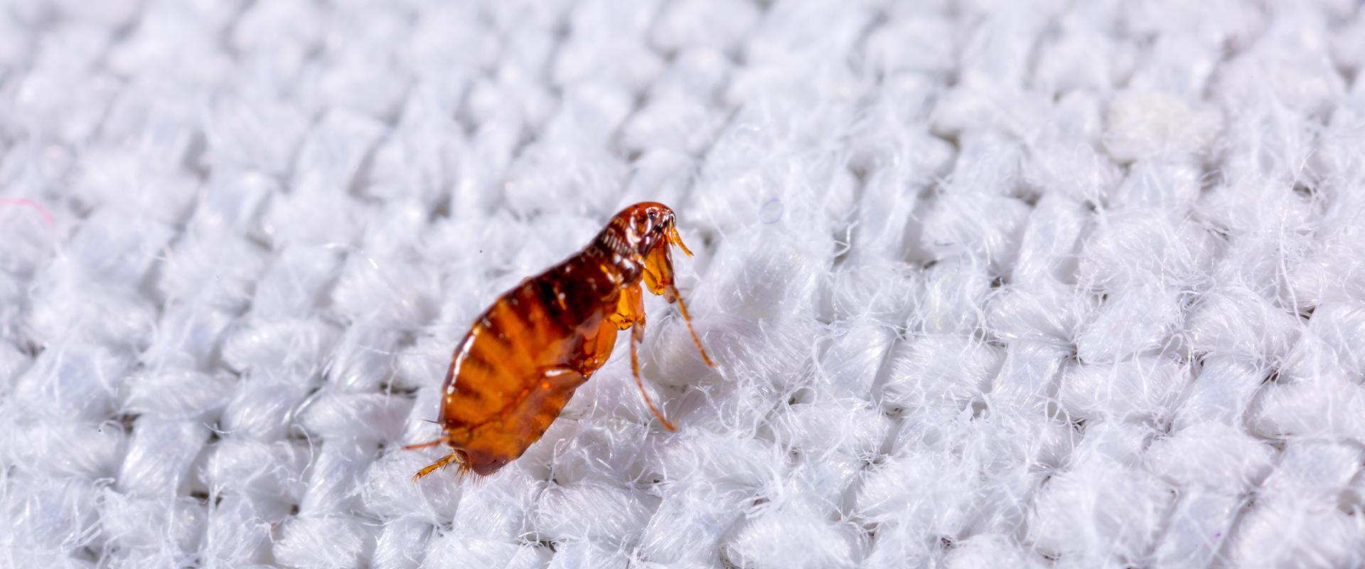 a flea on a mattress