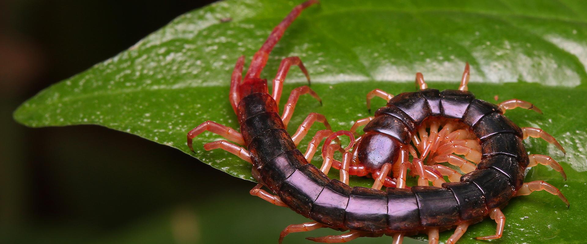 a centipede on a leaf