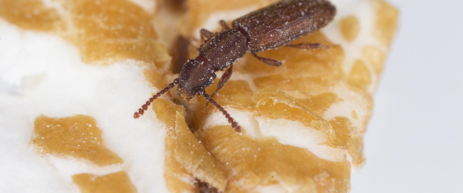 a flour beetle on pastry crumbs