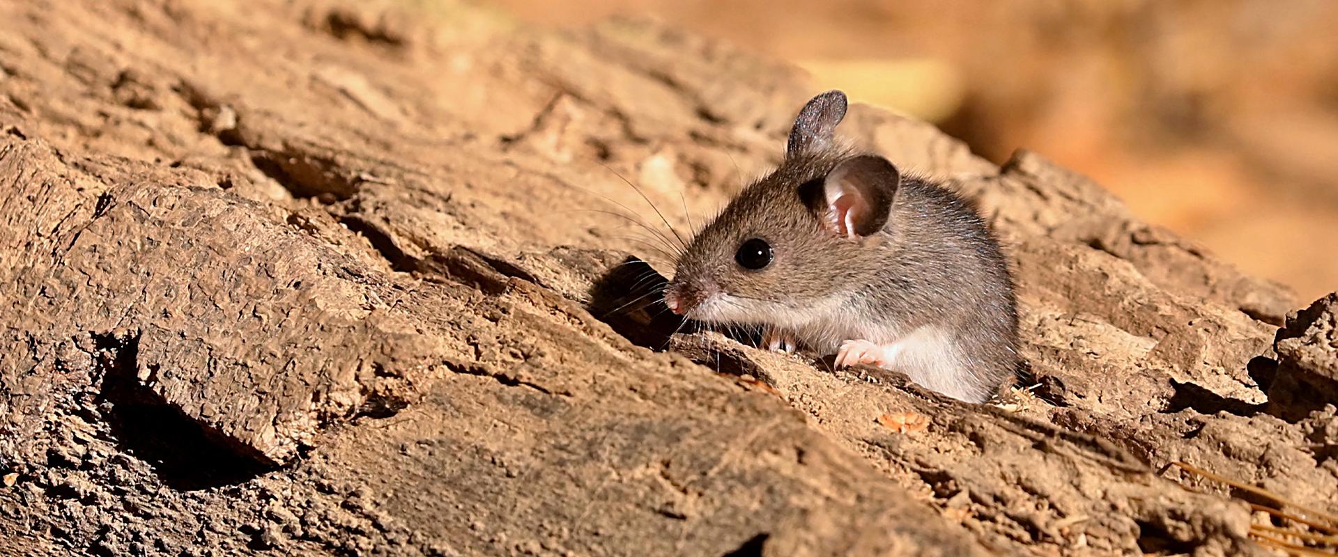 a mouse resting on a log