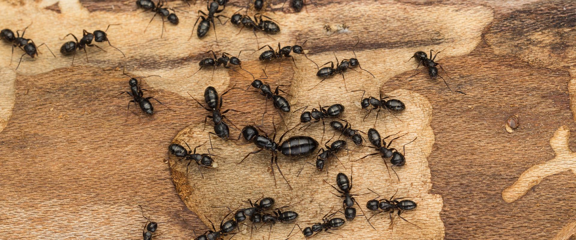 black ants on wood