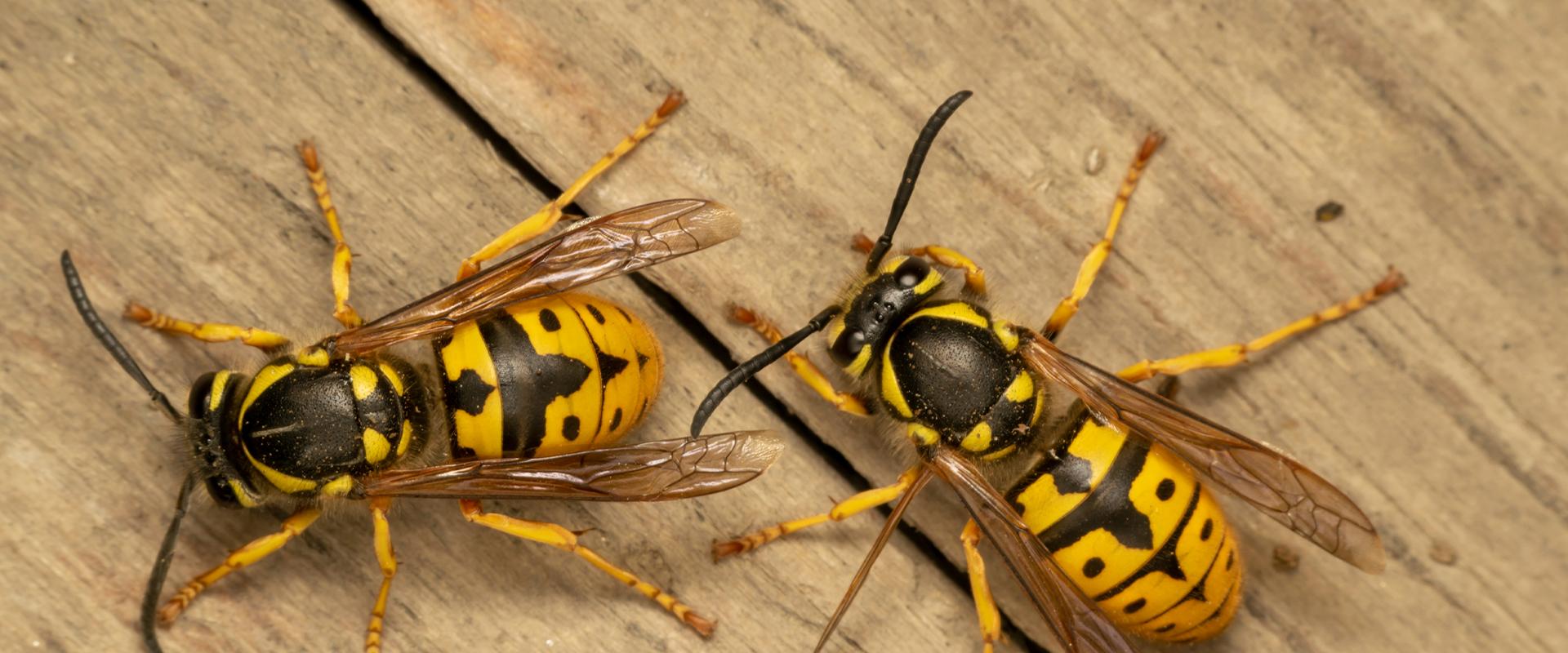wasps on wood