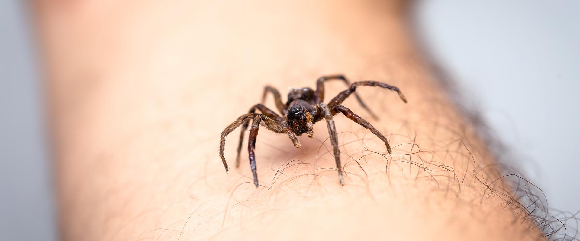 a spider crawling on a persons arm