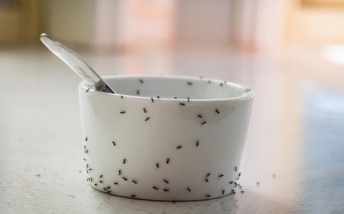 ants on a porcelain cup