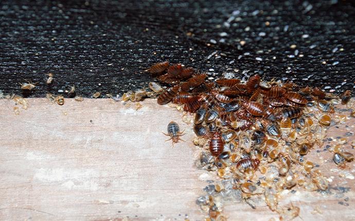 bedbug infestation on mattress