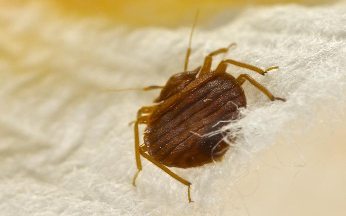 bedbug on a mattress