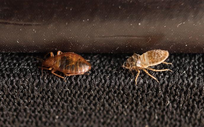 bedbugs on a mattress