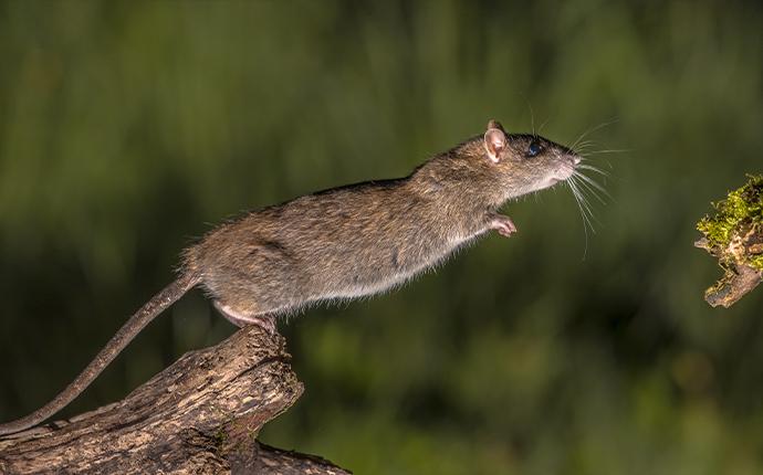 a rat jumping on a branch