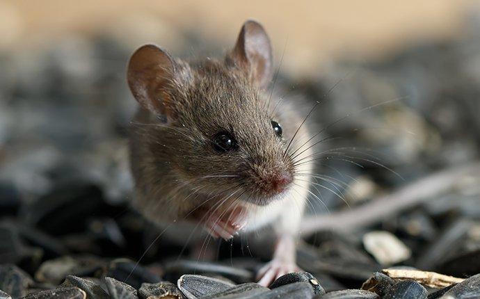 a mouse on sunflower seeds