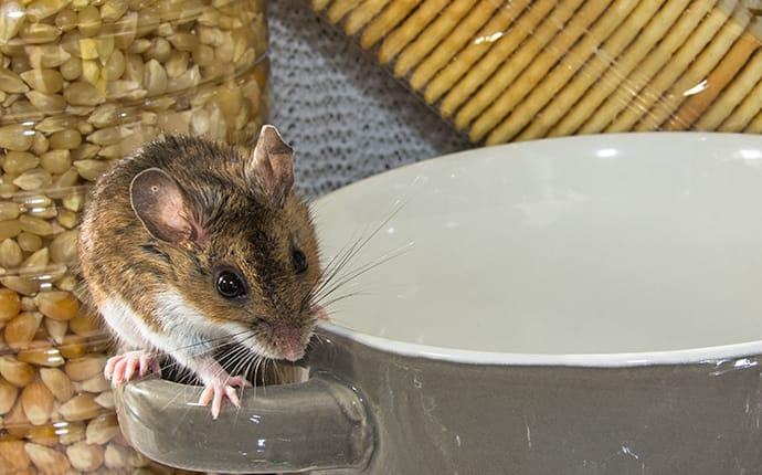 a mouse infesting a pantry in duvall washington