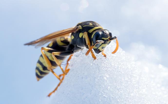 paper wasp crawling on snow