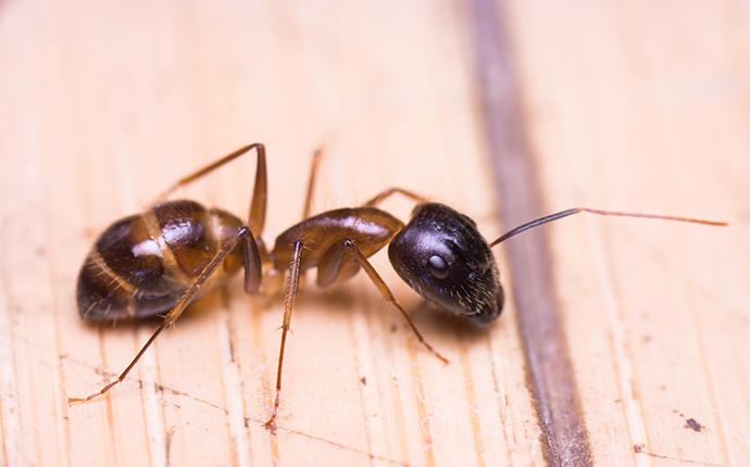an ant on tiled floor
