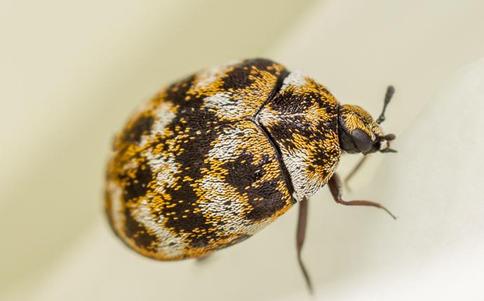 close up of a carpet beetle