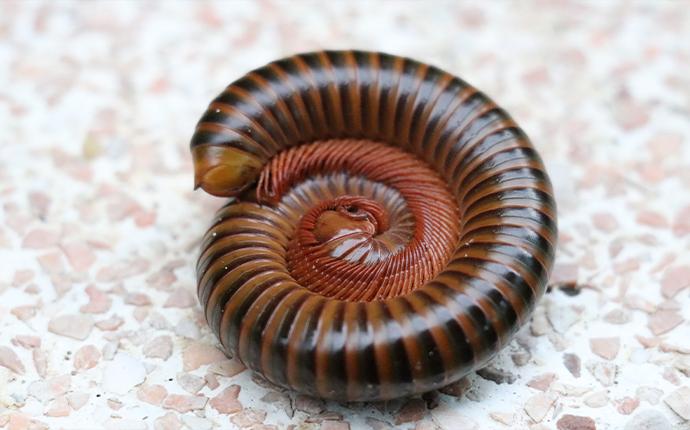 a brown millipede curled up