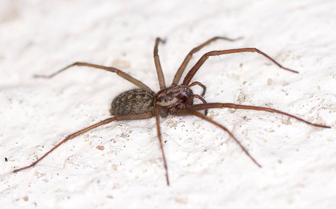 a brown spider on white conrete