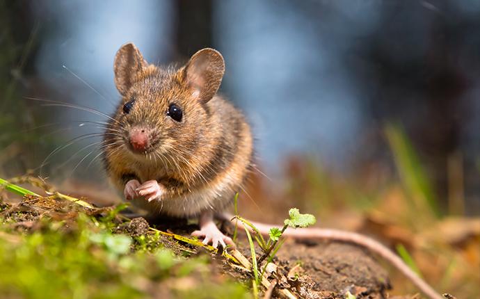 a mouse on the forest floor