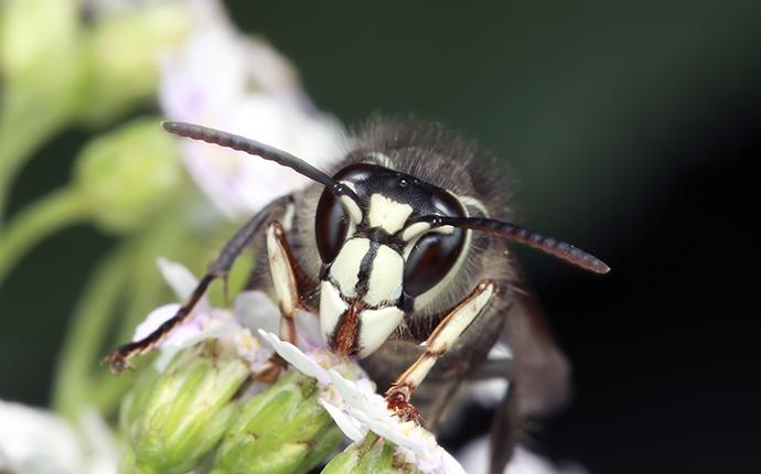 bald faced hornet on a flower