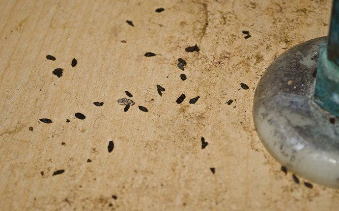 signs of rodent activity under a kitchen sink in clyde hill