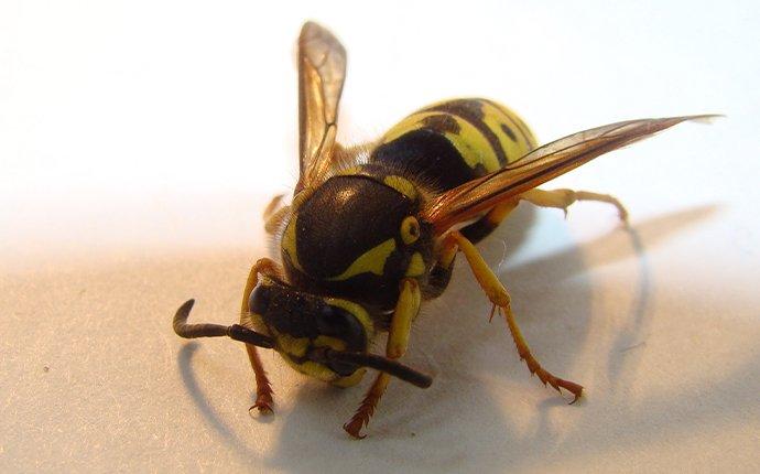 close up of wasp