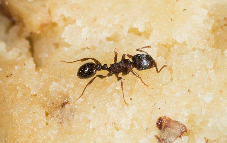 an ant crawling on cake in a home in washington dc