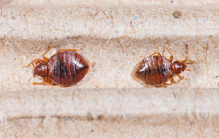 two bed bugs crawling on a bed in a home in washington dc