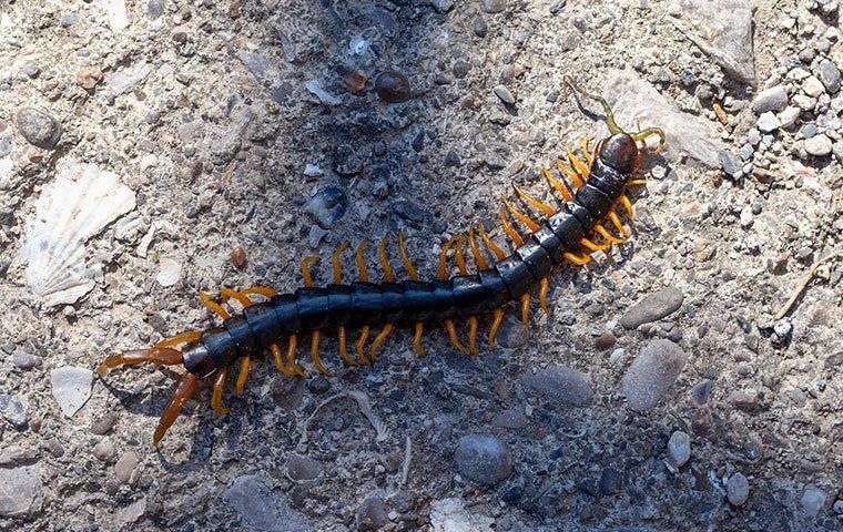 centipede on gravel