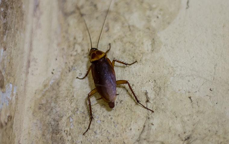 american cockroach in a dark basement