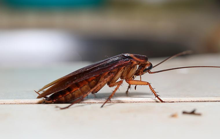american cockroach on a kitchen counter in a washington dc home