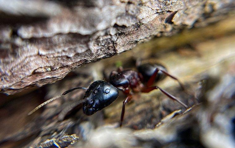 carpenter ant crawling in wood