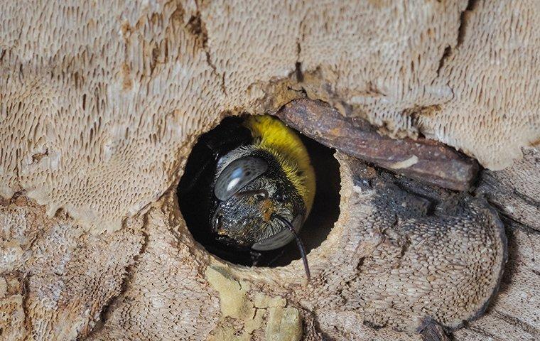 a carpenter bee inside of a tree
