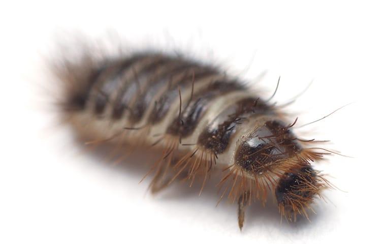 carpet beetle larvae close up