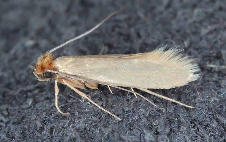 a clothing moth crawling on a sweater