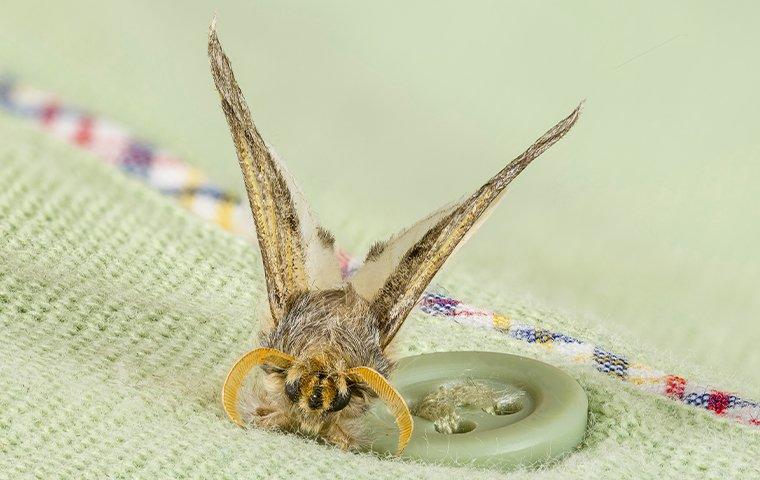 cloths moths eating a sweater