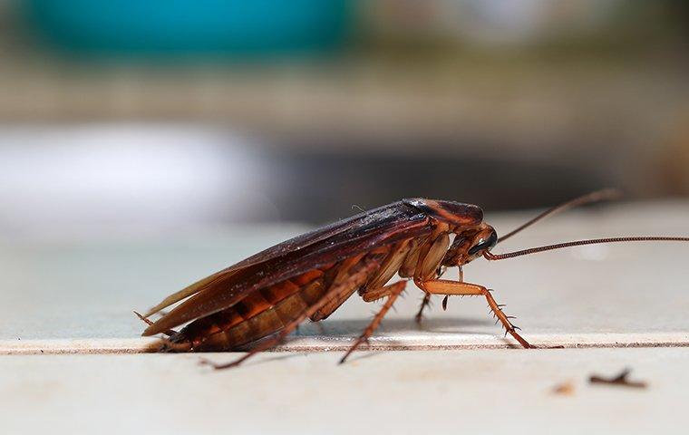up close image of a cockroach crawling on a kitchen floor