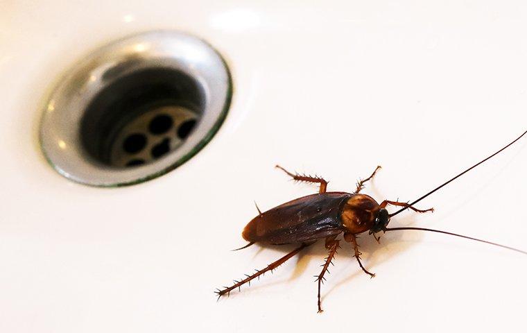 a cockroach near sink drain